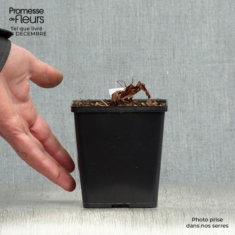 Arisaema costatum Maceta de 8/9 cm Ejemplar entregado en invierno