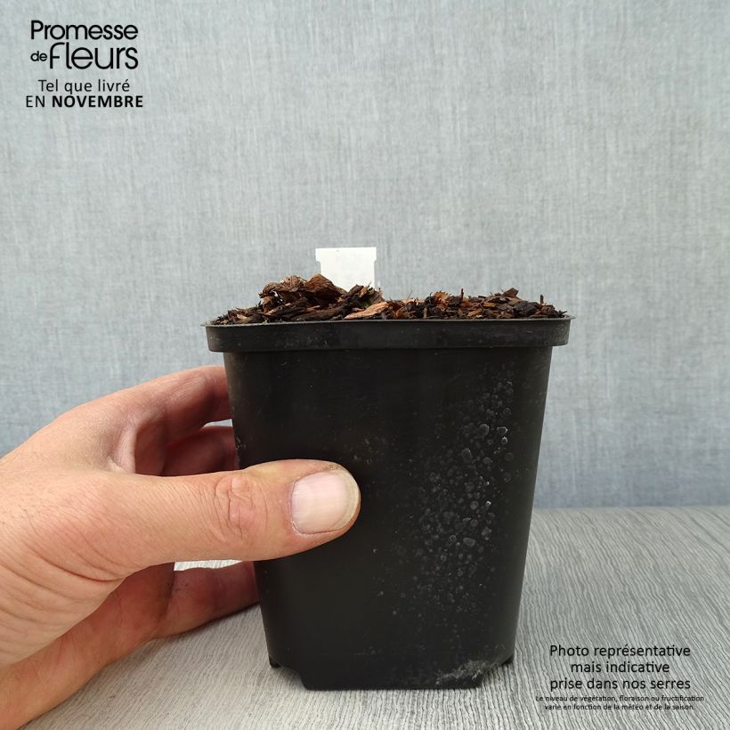 Ejemplar de Arisaema costatum Maceta de 8/9 cm entregado en otoño
