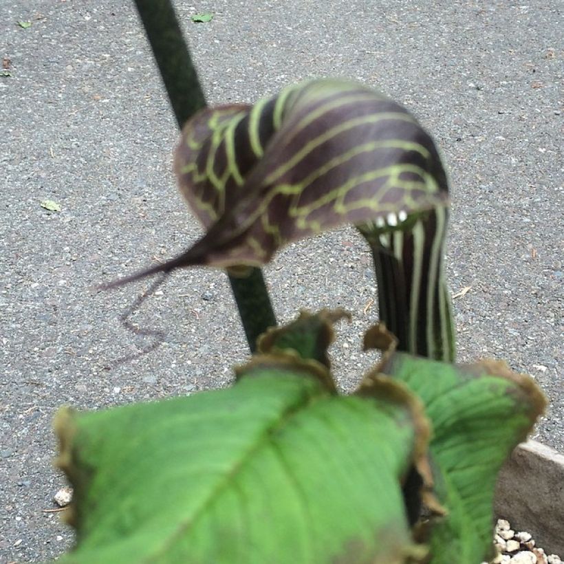 Arisaema griffithii (Floración)