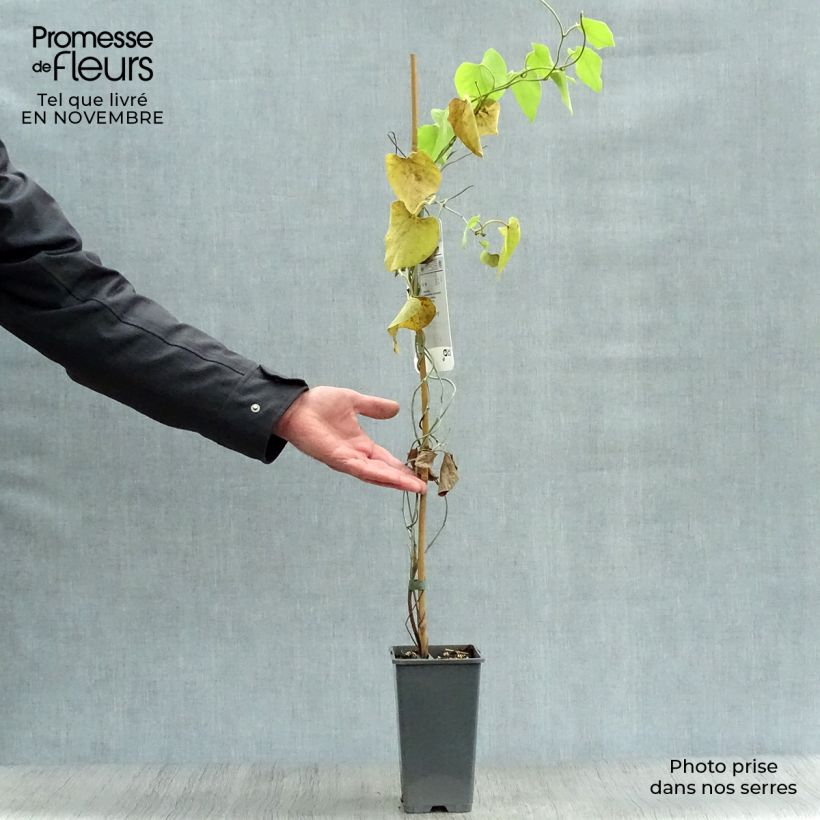 Ejemplar de Aristolochia macrophylla - Aristoloquia Maceta 2L/3L entregado en otoño
