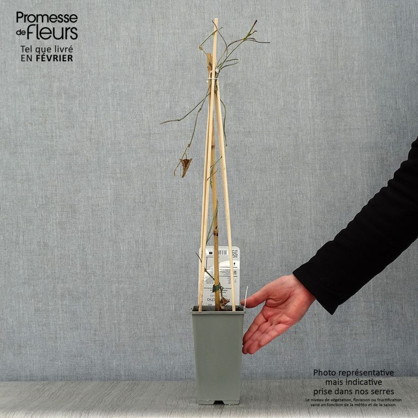 Aristolochia macrophylla - Aristoloquia Maceta 2L/3L Ejemplar entregado en invierno