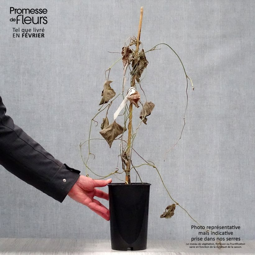 Aristolochia macrophylla - Aristoloquia Maceta 1L/1,5L Ejemplar entregado en invierno