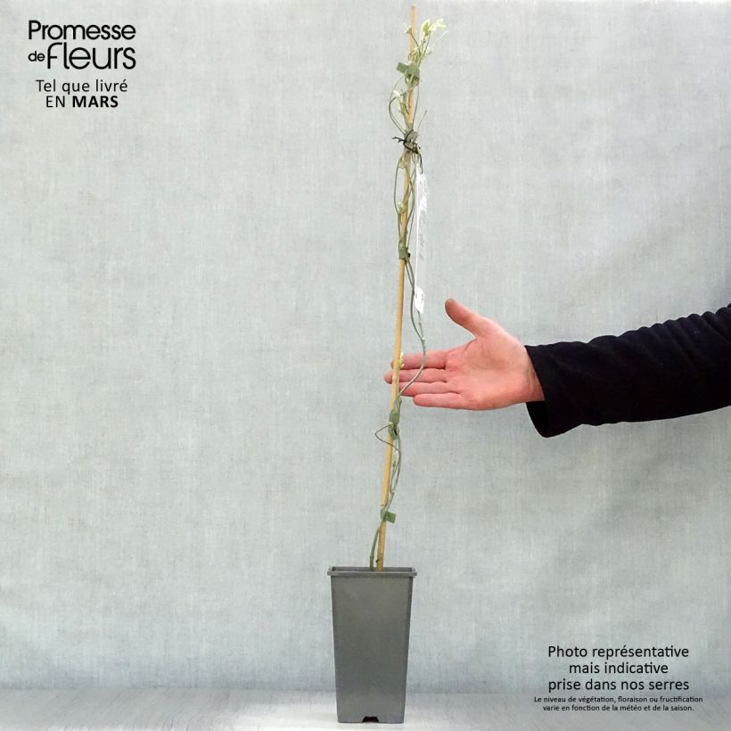 Aristolochia macrophylla - Aristoloquia Maceta 1L/1,5L Ejemplar entregado en la primavera