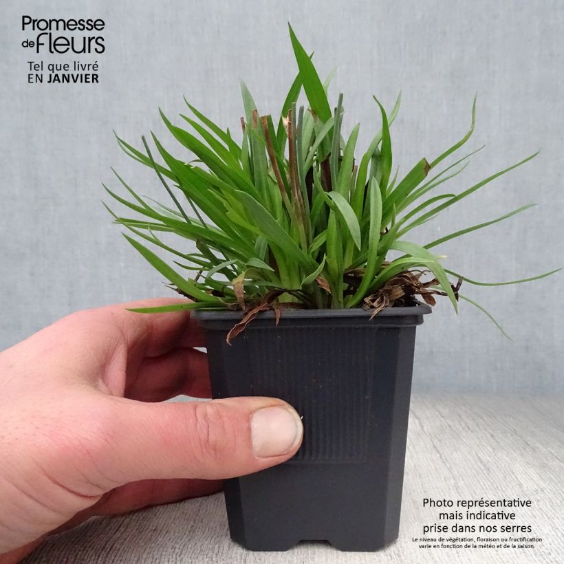 Armeria pseudarmeria Ballerina Lilac Maceta de 8/9 cm Ejemplar entregado en invierno