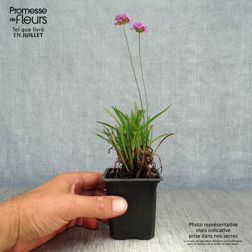 Ejemplar de Armeria pseudarmeria Ballerina Lilac Maceta de 8/9 cm entregado en verano