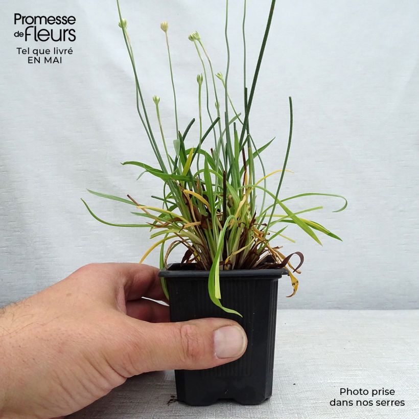 Armeria pseudarmeria Ballerina Red Maceta de 8/9 cm Ejemplar entregado en la primavera