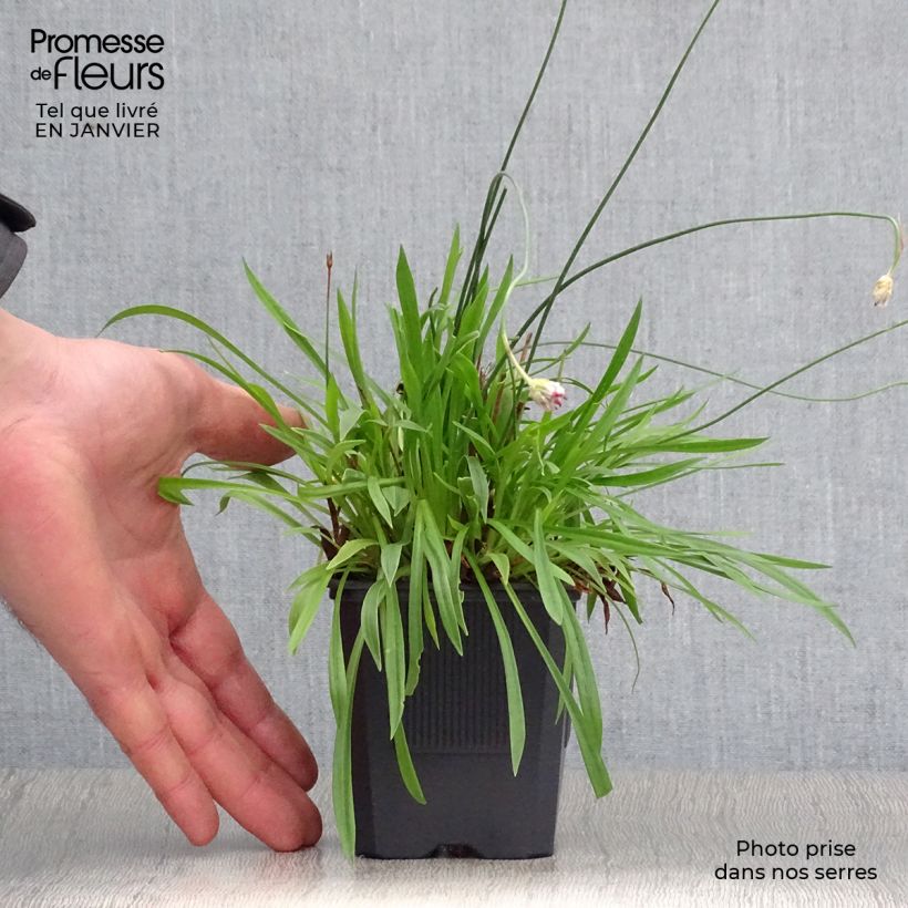 Armeria pseudarmeria Ballerina Red Maceta de 8/9 cm Ejemplar entregado en invierno