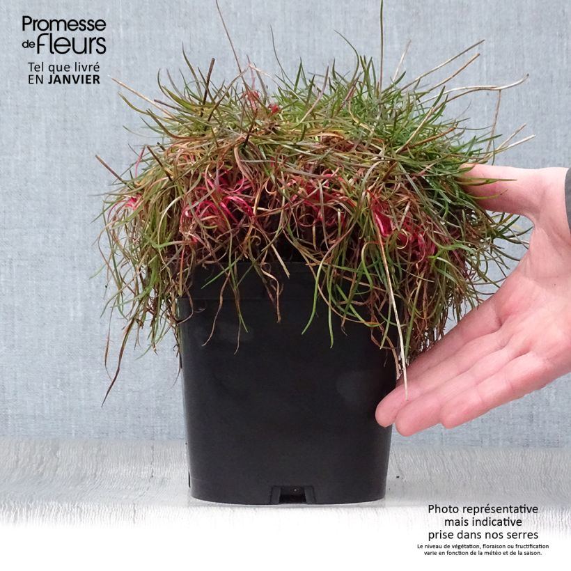 Armeria pseudarmeria Ballerina Red Maceta 2L/3L Ejemplar entregado en invierno