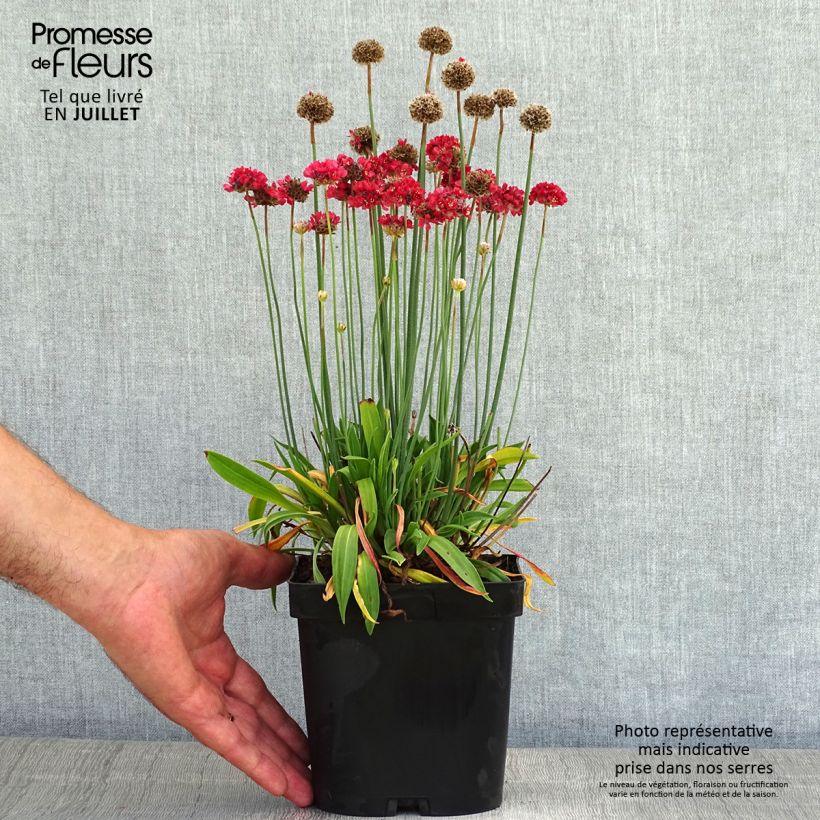 Ejemplar de Armeria pseudarmeria Ballerina Red Maceta 2L/3L entregado en verano