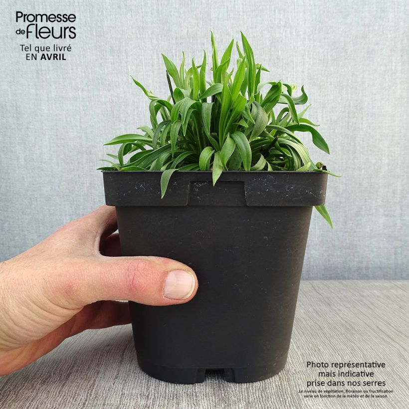 Armeria pseudarmeria Ballerina Red Maceta 2L/3L Ejemplar entregado en la primavera