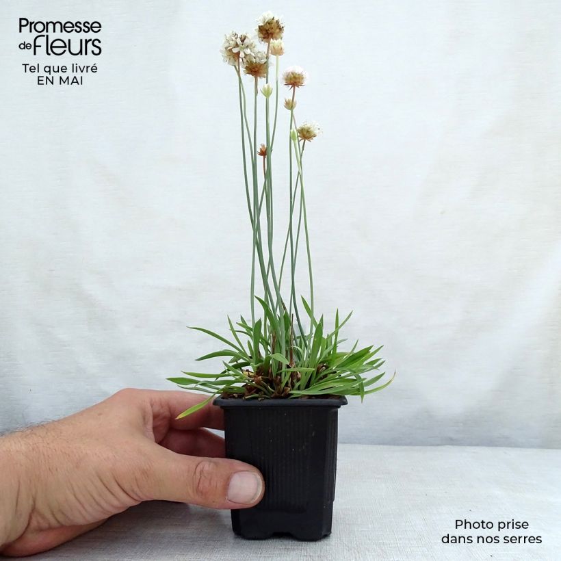 Armeria pseudarmeria Ballerina White Maceta de 8/9 cm Ejemplar entregado en la primavera