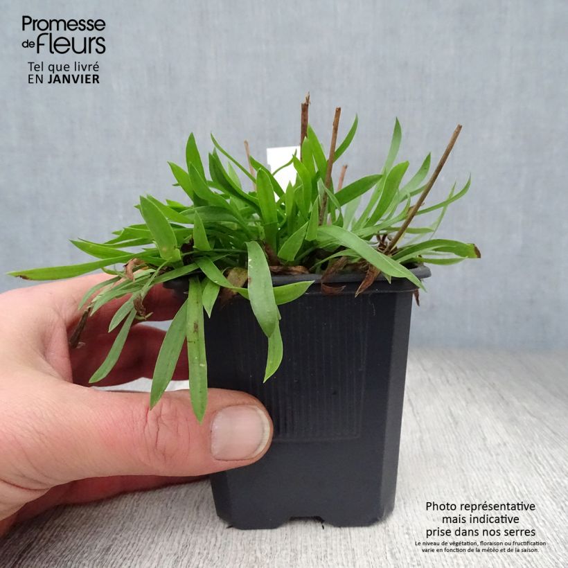 Armeria pseudarmeria Ballerina White Maceta de 8/9 cm Ejemplar entregado en invierno