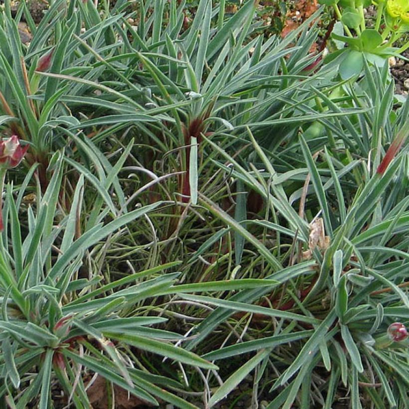 Armeria welwitschii (Follaje)