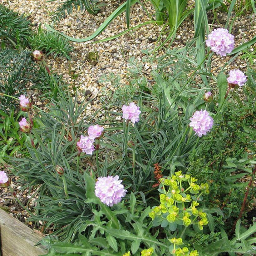 Armeria welwitschii (Porte)