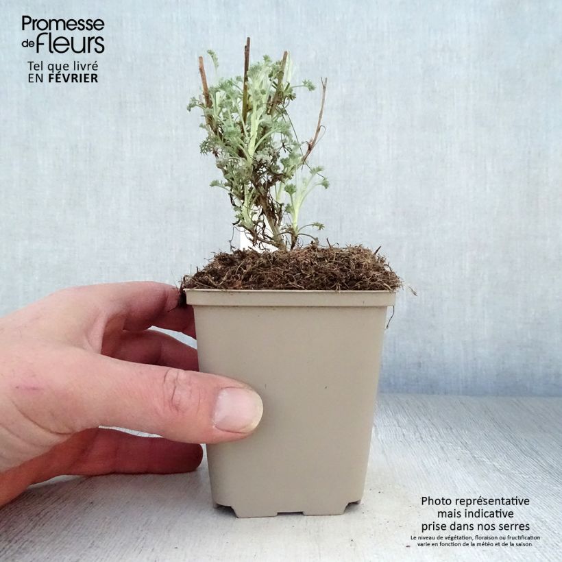 Artemisia arborescens Little Mice Maceta de 8/9 cm Ejemplar entregado en invierno