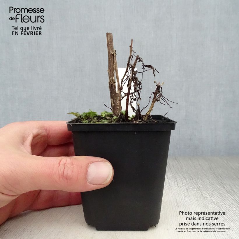 Artemisia lactiflora - Artemisa blanca Maceta de 8/9 cm Ejemplar entregado en invierno