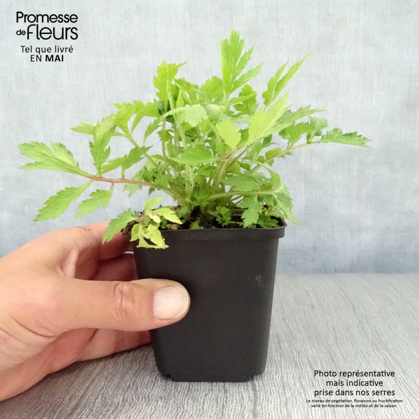 Artemisia lactiflora - Artemisa blanca Maceta de 8/9 cm Ejemplar entregado en la primavera