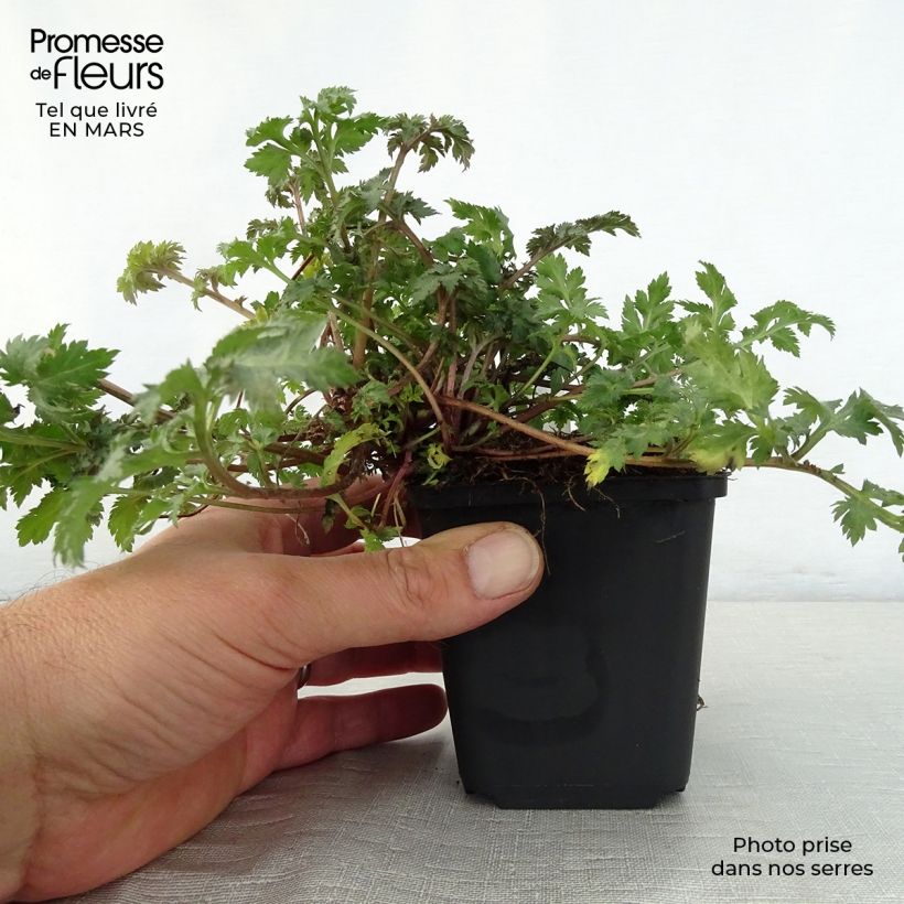 Artemisia lactiflora Guizhou Maceta de 8/9 cm Ejemplar entregado en la primavera