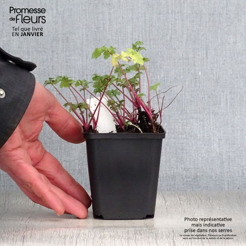 Artemisia lactiflora Guizhou Maceta de 8/9 cm Ejemplar entregado en invierno