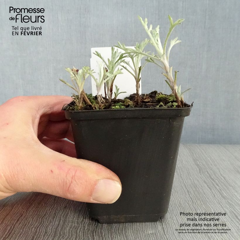 Artemisia ludoviciana Silver Queen Maceta de 8/9 cm Ejemplar entregado en invierno