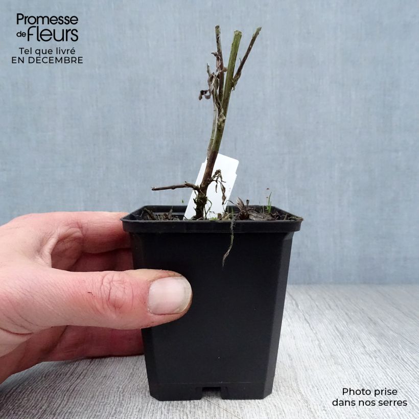 Artemisia ludoviciana Valerie Finnis Maceta de 8/9 cm Ejemplar entregado en invierno