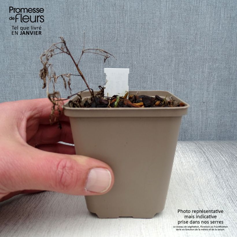 Artemisia pontica Maceta de 8/9 cm Ejemplar entregado en invierno