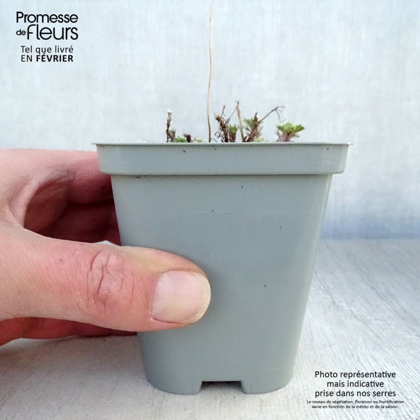 Artemisia schmidtiana Nana Maceta de 8/9 cm Ejemplar entregado en invierno