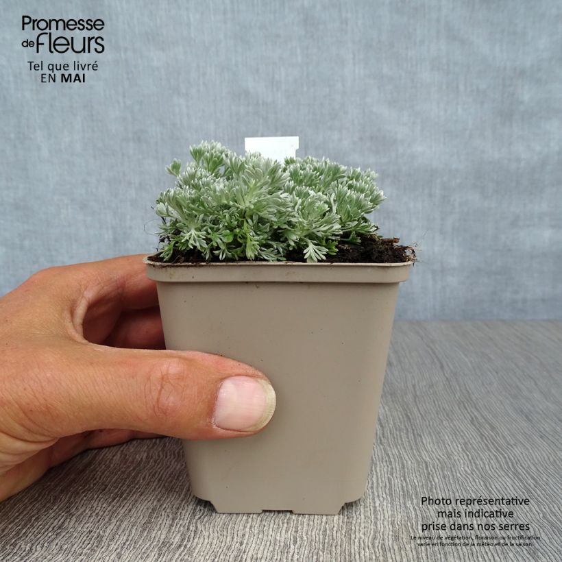 Artemisia schmidtiana Nana Maceta de 8/9 cm Ejemplar entregado en la primavera