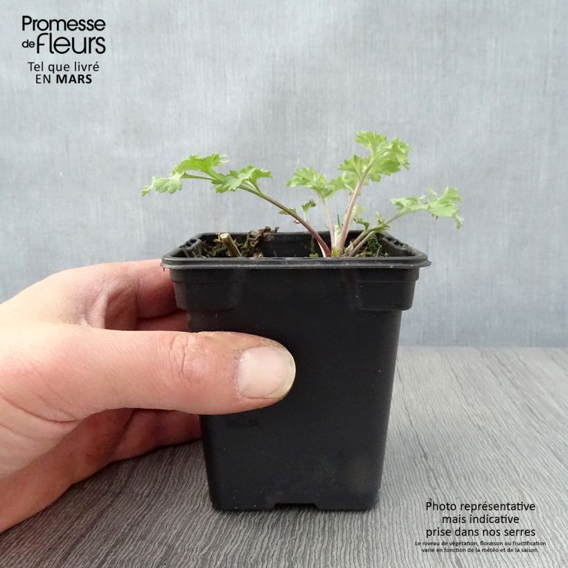 Artemisa BIO - Artemisia vulgaris Maceta de 7/8 cm Ejemplar entregado en la primavera