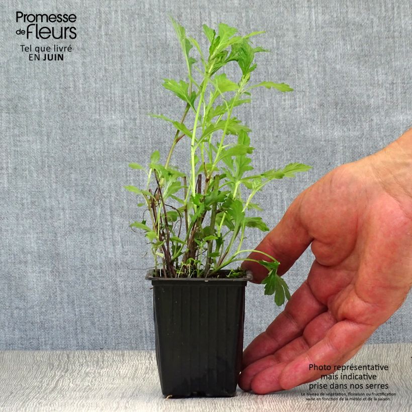 Ejemplar de Artemisia vulgaris Maceta de 7/8 cm entregado en verano