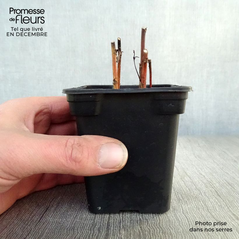 Artemisia vulgaris Maceta de 7/8 cm Ejemplar entregado en invierno