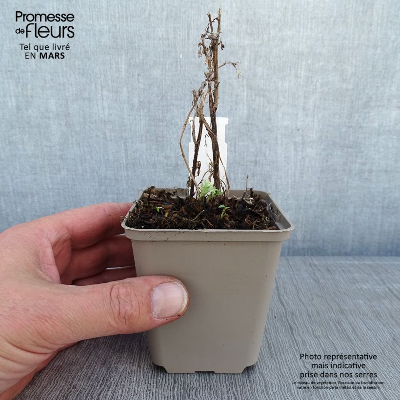 Artemisia vulgaris Oriental Limelight Maceta de 8/9 cm Ejemplar entregado en invierno