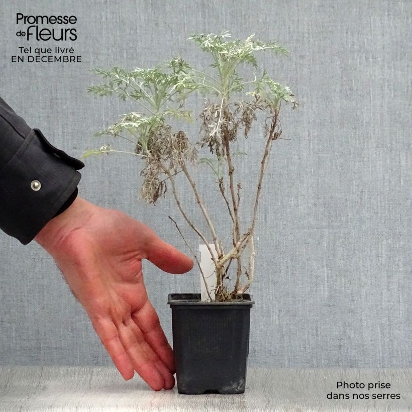 Artemisia arborescens Powis Castle Maceta de 8/9 cm Ejemplar entregado en invierno