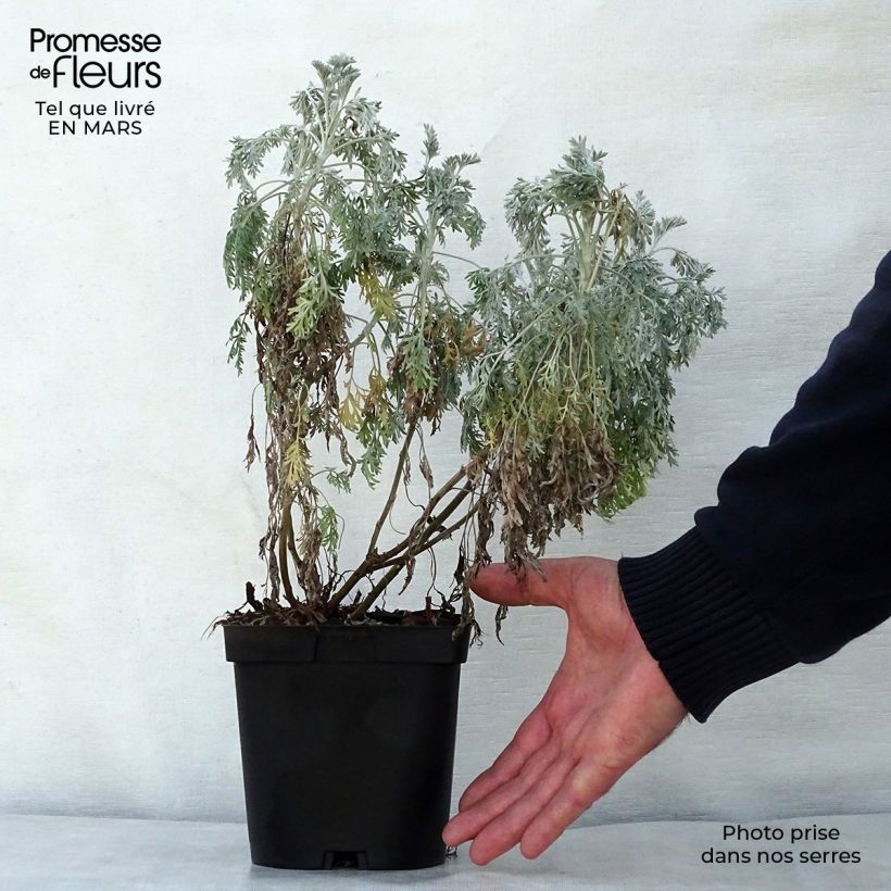 Artemisia arborescens Powis Castle Maceta 2L/3L Ejemplar entregado en la primavera