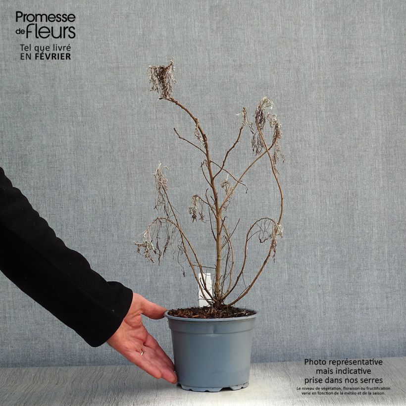 Artemisia arborescens Powis Castle Maceta 2L/3L Ejemplar entregado en invierno