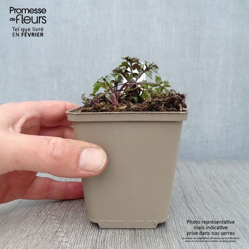 Artemisia lactiflora Jim Russel Maceta de 8/9 cm Ejemplar entregado en invierno