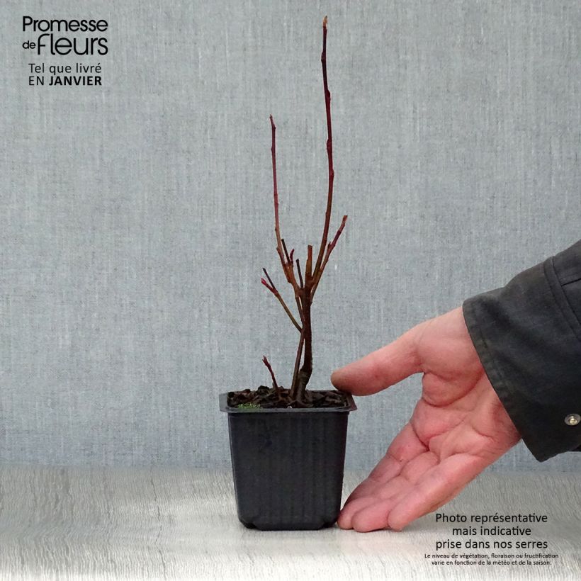 Aronia Brilliant - Aronia arbutifolia Maceta de 8/9 cm Ejemplar entregado en invierno