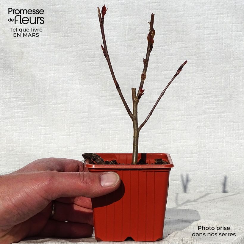 Aronia Brilliant - Aronia arbutifolia Maceta de 8/9 cm Ejemplar entregado en la primavera