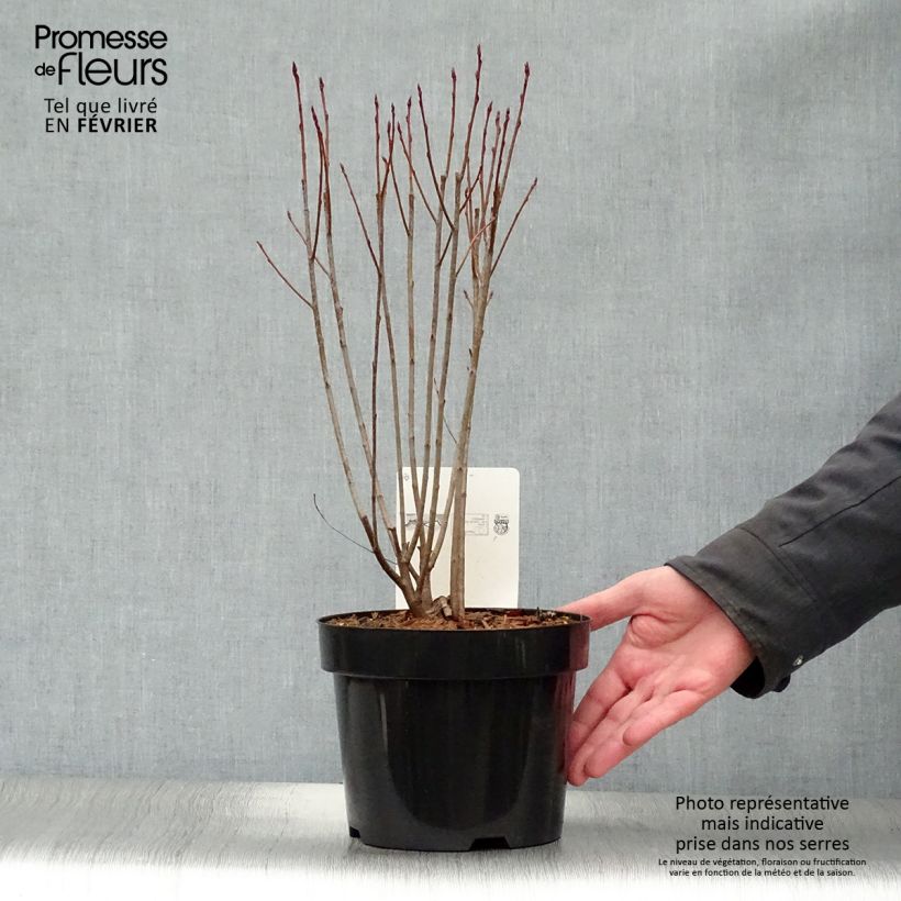 Aronia melanocarpa Professor Ed Maceta 2L/3L Ejemplar entregado en invierno