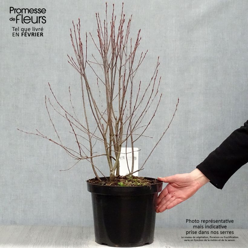 Aronia melanocarpa Professor Ed Maceta 7,5L/10L Ejemplar entregado en invierno