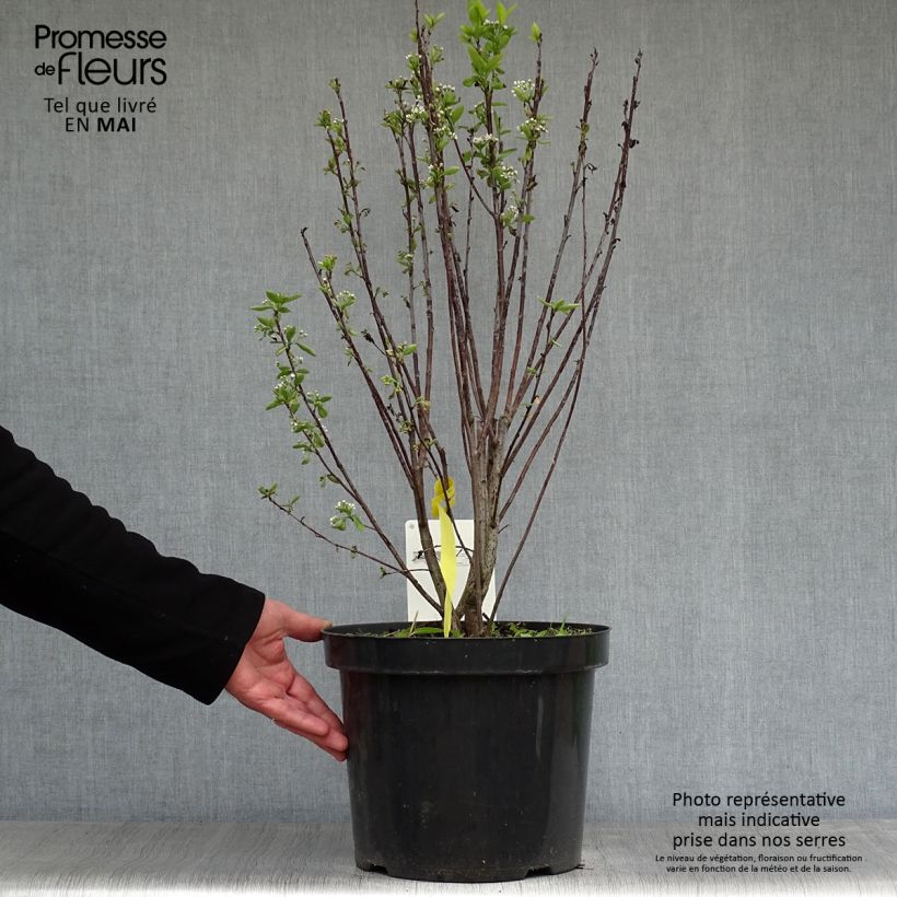 Aronia melanocarpa Professor Ed Maceta 7,5L/10L Ejemplar entregado en la primavera
