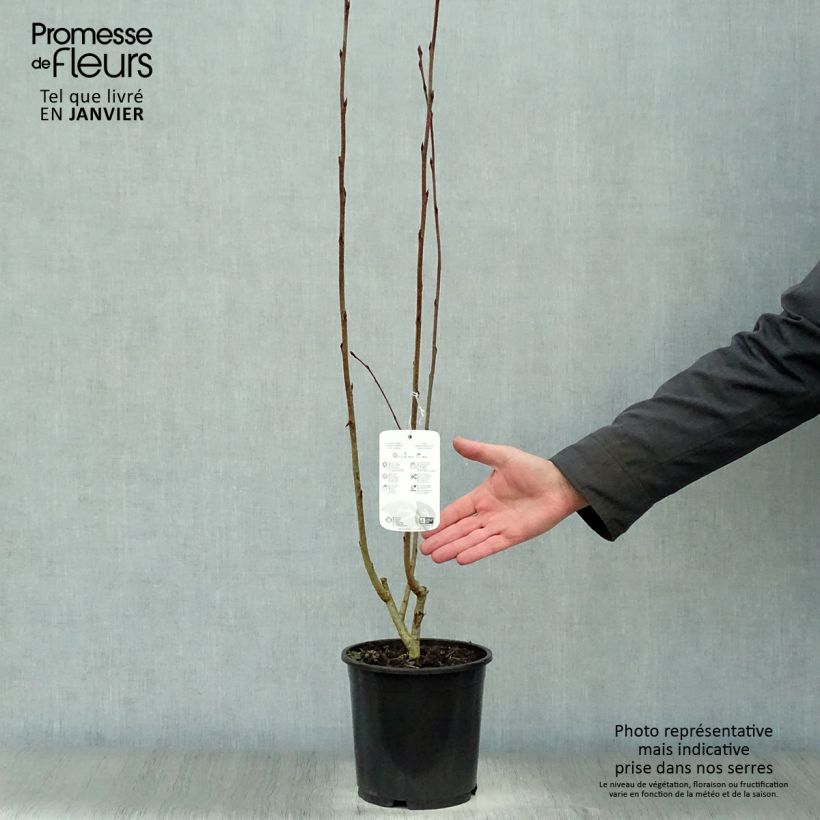 Chokeberry púrpura Nero - Aronia x prunifolia Maceta 1,5L/2L Ejemplar entregado en invierno