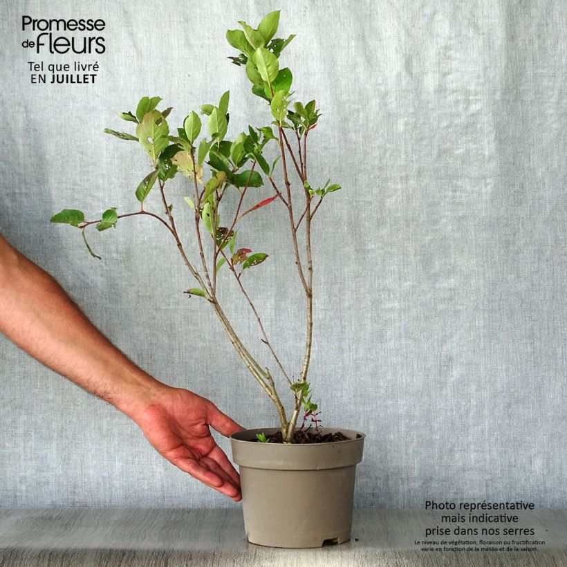 Ejemplar de Chokeberry púrpura Nero - Aronia x prunifolia Maceta 1,5L/2L entregado en verano