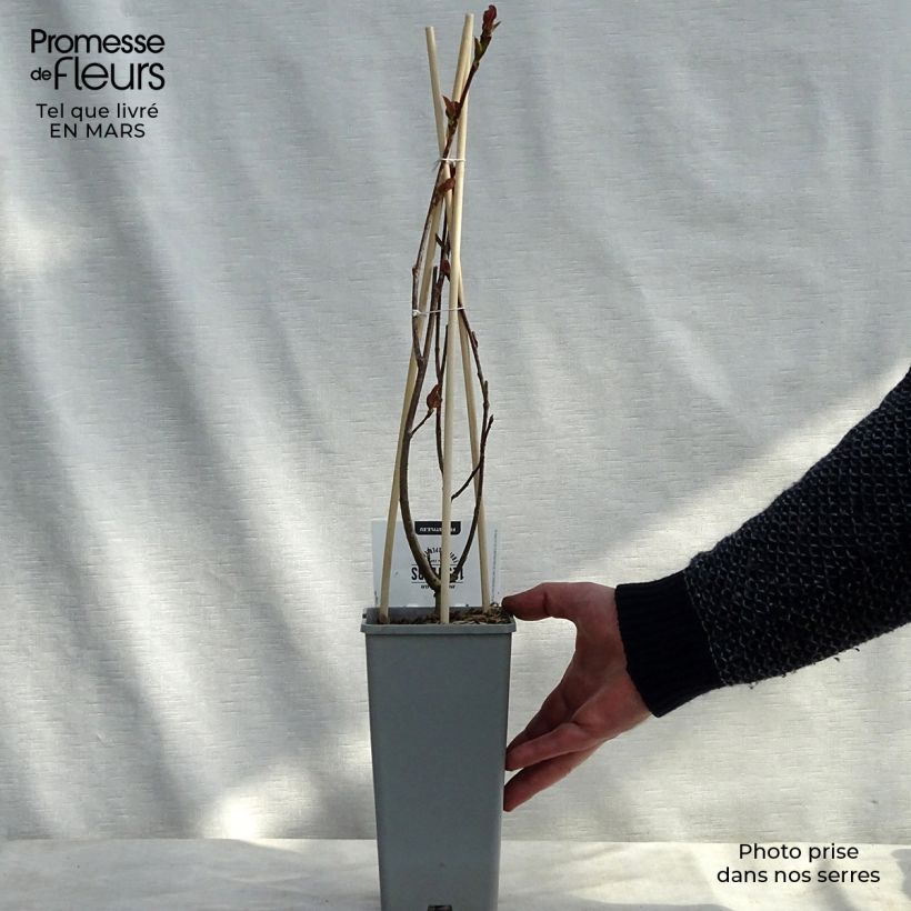 Chokeberry púrpura Viking - Aronia x prunifolia Maceta 1,5L/2L Ejemplar entregado en invierno