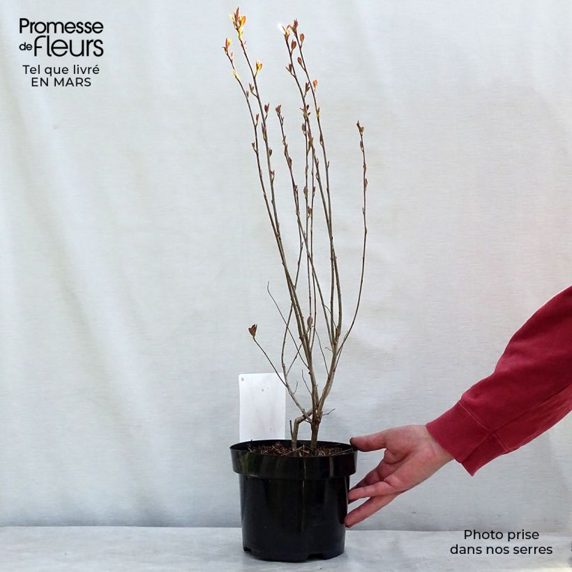 Aronia melanocarpa Hugin Maceta 2L/3L Ejemplar entregado en invierno