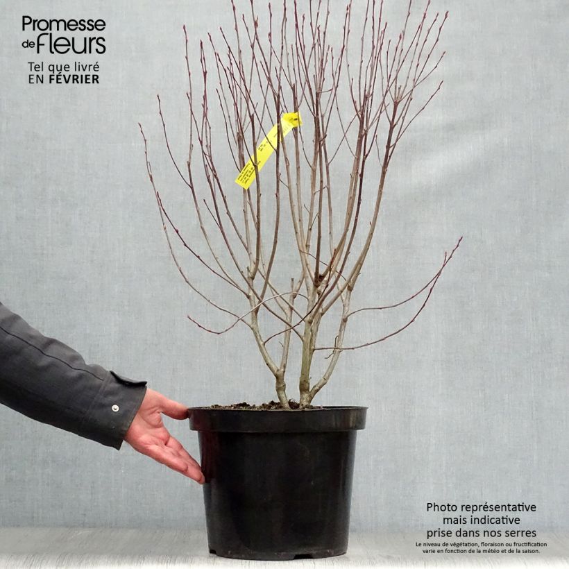 Aronia melanocarpa Hugin Maceta 7,5L/10L Ejemplar entregado en invierno