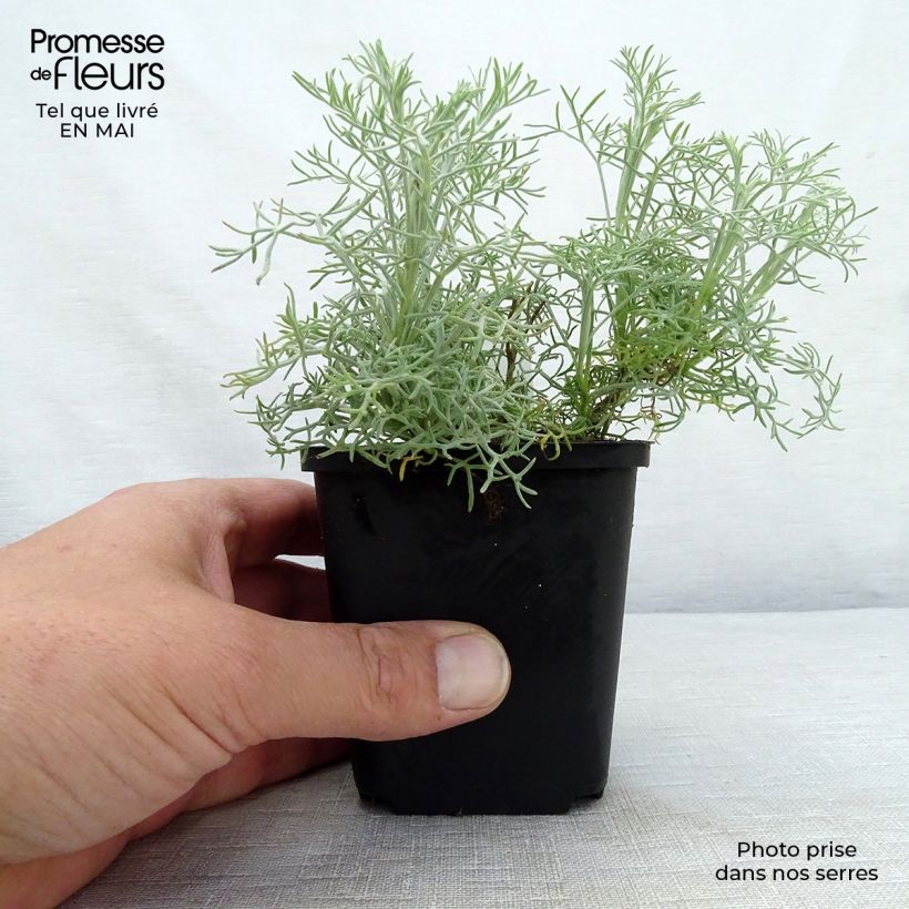 Artemisia alba Canescens Maceta de 8/9 cm Ejemplar entregado en la primavera