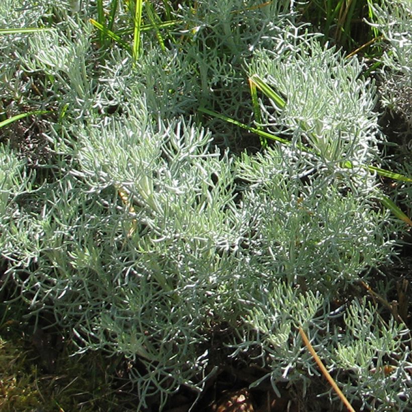 Artemisia alba Canescens (Follaje)