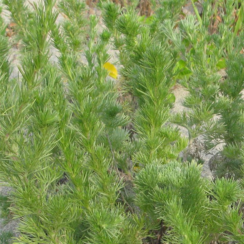Artemisia capillaris (Follaje)