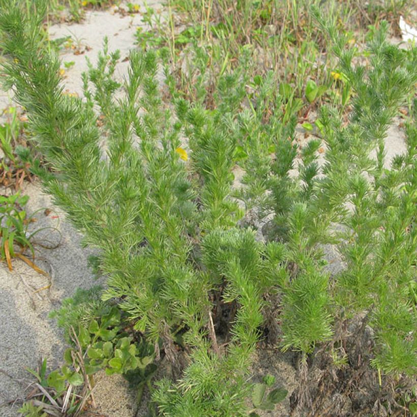 Artemisia capillaris (Porte)